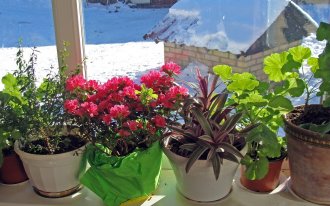 shutterstock.com / Grandpa: Как ухаживать за комнатными растениями зимой