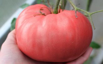 Ogorod.ru/Екатерина Горбаченок: Крупные красные сорта помидор