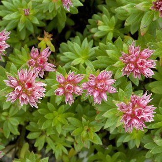 sedum anacampseros Очиток анакампсерос