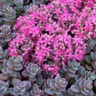 Очиток васильковый (Sedum cyaneum)