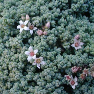 Очиток густолистный (Sedum dasyphyllum)