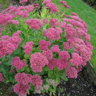 Очиток видный Sedum spectabile