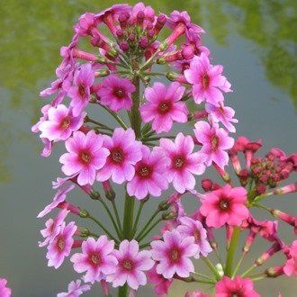 Примула японская (Primula japonica)