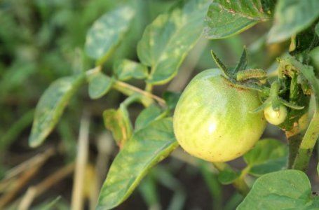 Почему рассада томатов вянет и сохнет: причины и лечение