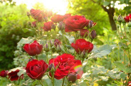 Почему розы превращаются в шиповники? Преобразование растений и их приспособление к суровым условиям