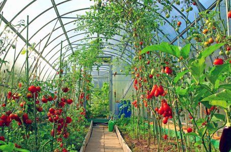 Можно ли выращивать клубнику в теплице с помидорами?