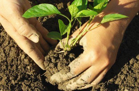 Сроки посадки овощных культур в открытый грунт