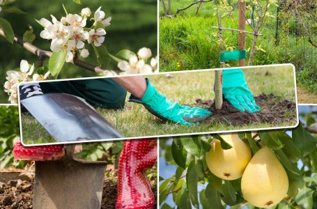 Ваш первый сад: что нужно знать о саженцах плодовых деревьев