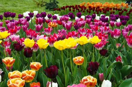 Календарь цветения весенних луковичных цветов с марта по май: первые красавцы