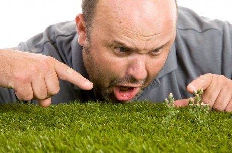 Посадка газонов: основные правила и полезные советы. Как посеять газонную траву