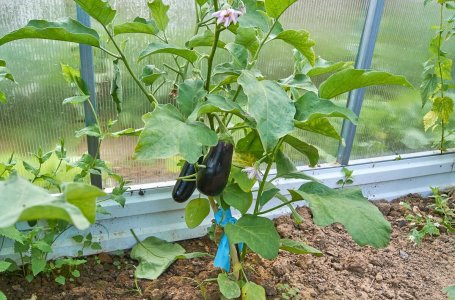 Можно ли выращивать клубнику в теплице с помидорами?