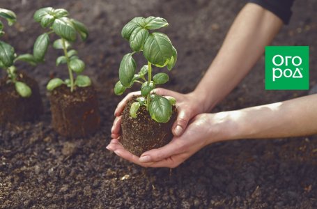 Как высадить рассаду в открытый грунт: сроки и тонкости