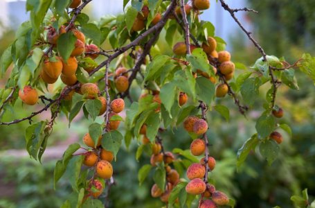 Почему засыхают почки на абрикосовом дереве: причины и способы спасения