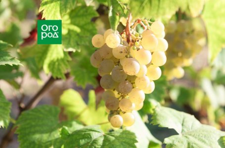 5 дел, которые необходимо сделать с виноградом в октябре