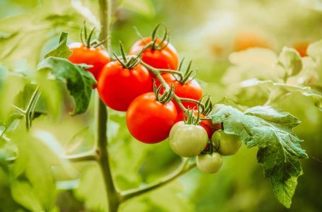 Устойчивые к болезням и вредителям сорта томатов