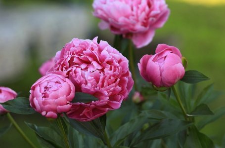 15 растений-долгожителей для цветника: создайте прекрасные цветочные композиции на многие годы