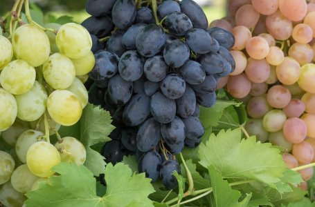 5 причин почему каждый год виноград вымерзает
