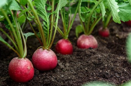 Самые неприхотливые овощи для дачи: что легко вырастить даже новичку
