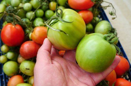 Какие овощи и фрукты можно собирать незрелыми