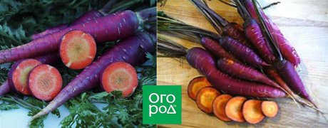 морковь сорт Purple Dragon