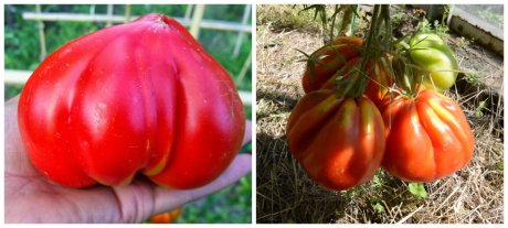 Как выбрать 5 сортов томатов, которых хватит для всего?
