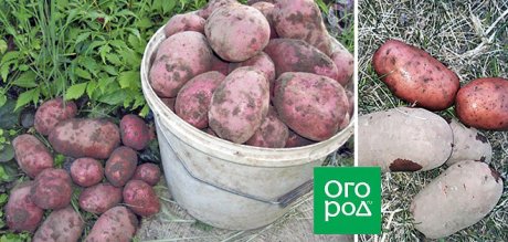 Описание сортов и выращивание крупного картофеля