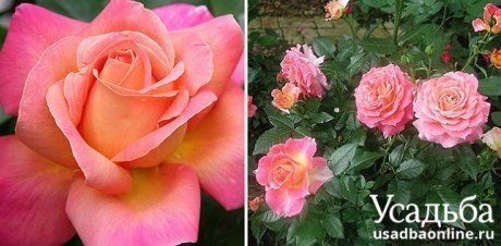 Двухцветные розы: 8 самых красивых сортов