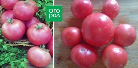 19 сортов томатов, которые отлично показали себя этим жарким засушливымлетом