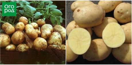 Самые урожайные сорта картофеля и простые секреты его выращивания