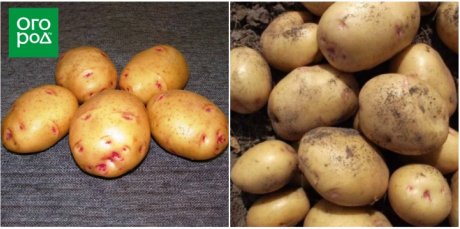 Самые урожайные сорта картофеля и простые секреты его выращивания