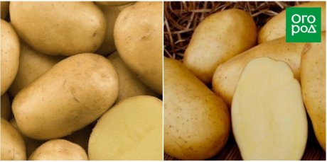 Лучшие сорта картофеля для большого урожая