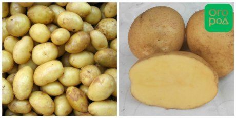 Желтые сорта картофеля – чемпионы вкуса
