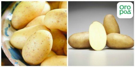 Белый картофель (описание сортов с фотографиями)