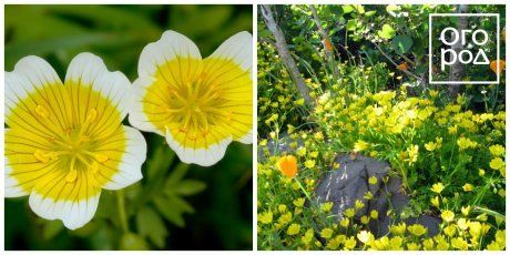 Весенние цветочные растения и весенние луковицы – фото, названия, советы по посадке и выращиванию