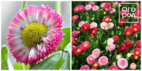 Весенние цветочные растения и весенние луковицы – фото, названия, советы по посадке и выращиванию