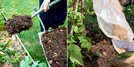 8 правил ухода за ремонтантной малиной: гарантия отличного урожая