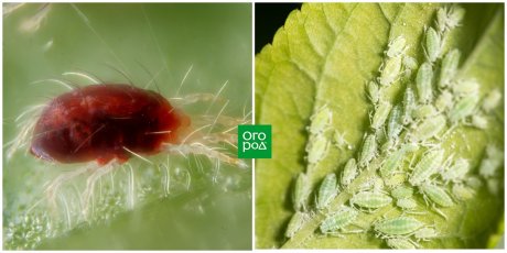 Многогранная метельчатая гортензия (Hydrangea paniculata) и альтернативный вариант «классической» формирующей обрезки. Часть 1