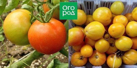 Сорта долгохранящихся томатов