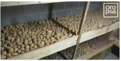 хранение картофеля