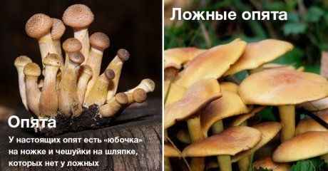 Грибы Съедобные И Ядовитые Как Отличить Фото