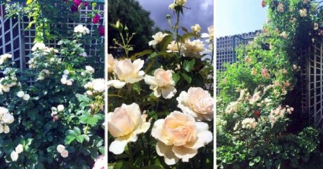 Чем опрыскивать розы от болезней и вредителей весной, летом и осенью