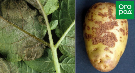 Почему ботва картофеля желтеет раньше времени и как с этим справиться