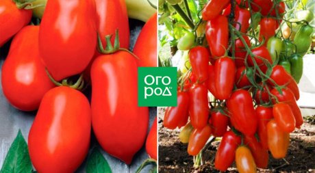 Компактные и удобряющие гибриды томатов