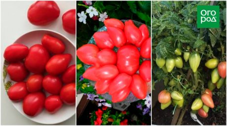 Низкорослые томаты – самые урожайные сорта и гибриды