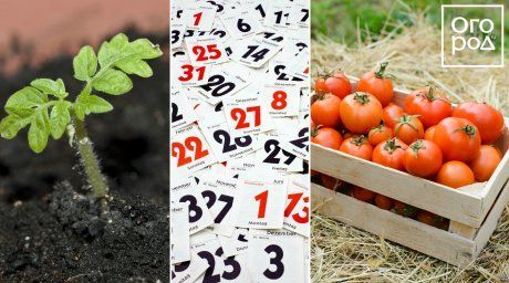 Когда сеять семена на рассаду – справочник по месяцам