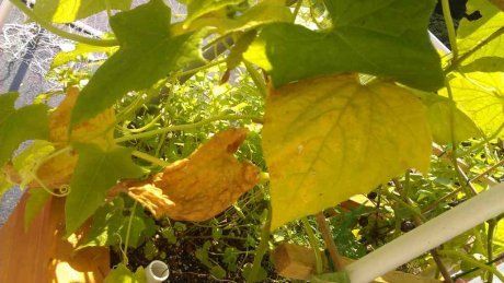Почему у огурцов листья сохнут: причины и способы решения проблемы