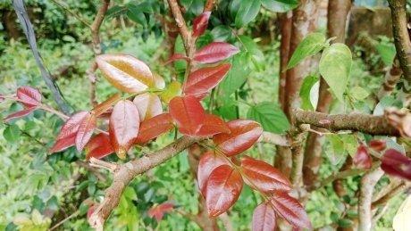 Суринамская вишня: как вырастить и с чем съесть