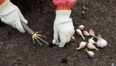 Что положить в лунку при посадке томатов, картофеля, лука, капусты и другиховощей
