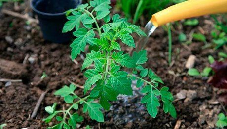 Применение йода для подкормки и защиты растений – лучшие народные рецепты