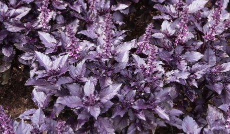 Фиолетовое растение на огороде